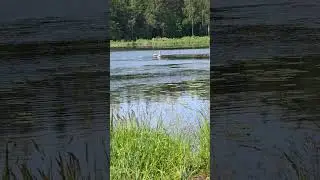 SPIRIT ANIMAL 🦢🦢 #love #grace #loyalty