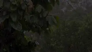 Gentle Rain in Forest for Deep Sleep, Relax & Study │ Natural Rain Sounds and Calm Ambience