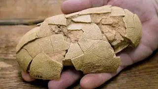 Dinosaur eggs 101