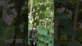 #SmallSpaceBigGreen #WeatherWarrior #TerraceGardeningJourney #AfterTheRainBloom #UrbanGardeningIndia