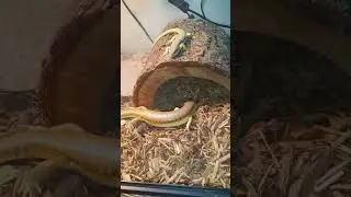 2 beautiful schneider skink   male and female