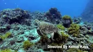 Diving in Aqaba, Jordan