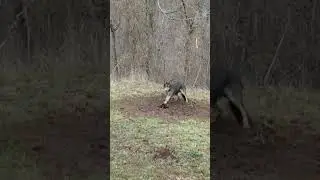 Черный койот Западная Вирджиния #ALsOutdoors #westvirginia #отлов #койот #рысь #ловушка