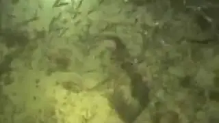 Miami Florida & Bahamas Compilation of Diving 06-07 with Sharks, Rays, and others.mov