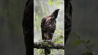 Javan Hawk-Eagle: Endangered Majesty of Java's Skies #shorts