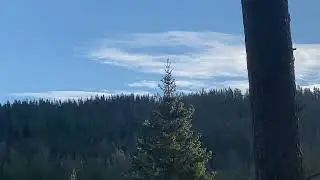 Pygmy Owl singing Norway