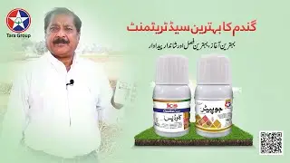 Tara Group | Wheat | Seed Treatment | Seed Borne Diseases | Healthy Crops | Farming | Protection