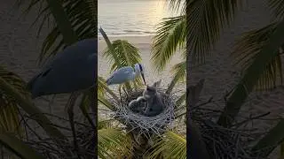 Cat and Heron's Beach Nest Time #cat #nest #catlovers #catvideos