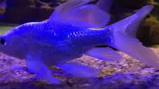Butterfly Carp 🦋 | Marine world