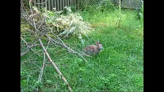 Benji the Bunny Grazing in Beautiful Grass by Brush Shelter in Pasture Aug. 2, 2025 MVI 8486