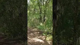 Shimmering Light on a Forest Trail 🌞 | Moments Outdoors #Scenery #Forest #Peaceful #Nature #Calm