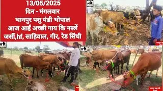 भानपुर पशु मंडी भोपाल ,बाजार में व्यापारियों के शानदार पशु#cow #bhanpur #baffalo #bhopal #dairyfarm