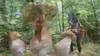 Miss Causette  (champignons incrustations chroma)