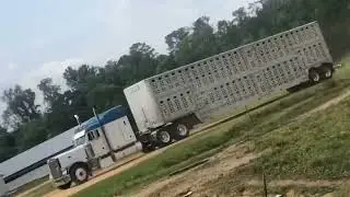 Bull wagons