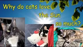 #Roxypedia reveals:  Why do cats love the sun?