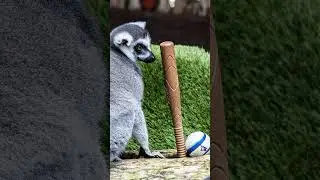 Вперёд, &laquo;Блю Джейс&raquo;! ⚾🐦 | Лихорадка Мировой серии в зоопарке Торонто