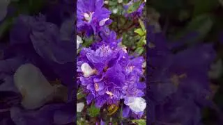 Purple Azalea