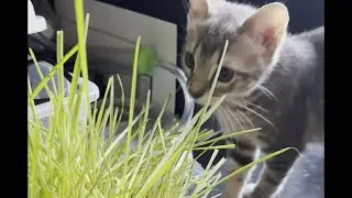 SmartCat Kitty's Garden