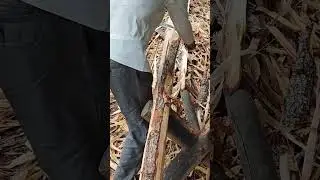 The process of scraping cedar bark with a spatula