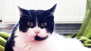 What happens with 2 cats in the house ?  Katy and Alaska