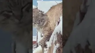 A rare cat in Siberia 🥶🥶🥶
