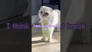 Kitten Breakup went wrong 😻#scottishfold #breakup #kitten #cat #attitude #funny #cutecat