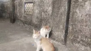 Short video#viral video#Kitty cat 🐈