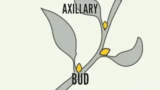 Axillary bud