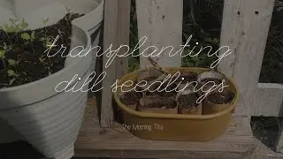 Dill Plant - Transplanting Seedlings
