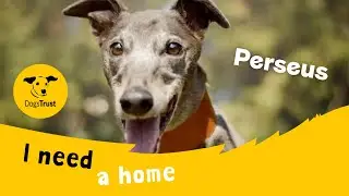 Perseus the gorgeous Greyhound | Dogs Trust Kenilworth