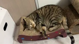 M-shaped cat scratching board#Viraagyiyou #cat  #pet