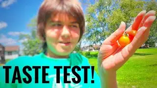 ТЕСТ НА ВКУС | Что лучше, СОЛНЕЧНЫЙ САХАРНЫЙ ПОМИДОРЫ ИЛИ СЛАДКИЙ 100?!?