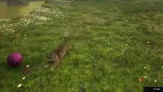 Hogwarts Legacy Kneazles playing
