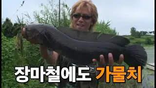 장마철에도 가물치낚시는 계속 된다 #가물치낚시 #홀리피셔맨 #snakehead