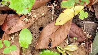 Digger Bees or Mining Bees