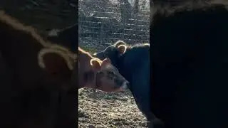Mercy Sure Loves her Jaxon! 🥰 #jerseycows #cows