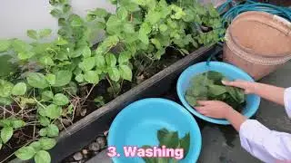 Herbal material preparation using piper betle L. Simplisia