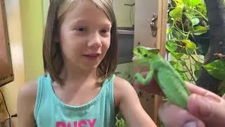 Episode one of Remarkable Reptiles, Laemanctus.