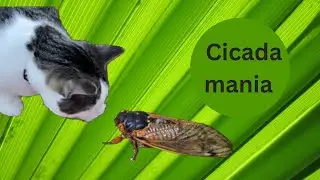 The Return of #cicadas in the #usa June 2021 #cicadas #northernva #youtubevideos