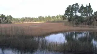 Florida Outback series-Charlotte Harbor Pineflats