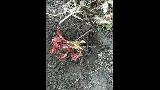 Rose rootstock suckers