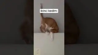 Klasik Sarman Vakası 😸 #cat  #cats #kedi