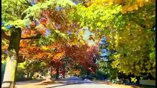 Autumn Colours - Australia