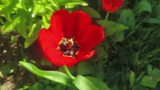 Red tulip in summer nature 3