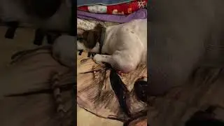 #shortvideo   # dog. Please keep Harely in prayer that lump  on her leg is cancerous.🐶