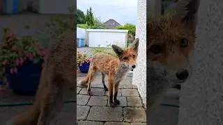 Wild Fox Is Cute Even When She Is Soaking Wet #foxes #wildfox #animals