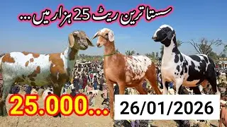 25000 Mein janwar 0344.1611.875 offer 26 January 2026 Mandi Turkish dumba
