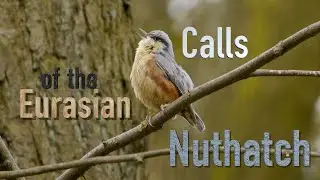 Eurasian Nuthatch Calls #birds #birdsounds