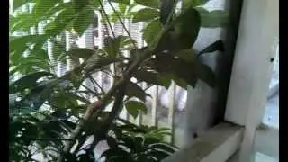 Black snake crawling up screen in Port Orange, FL