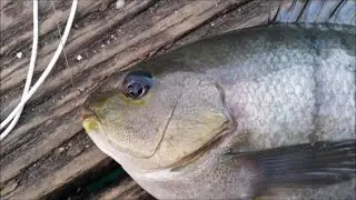 Fun day on the Wharf - NZ Wharf Fishing